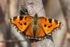 nymphalis-polychloros_01_t1.jpg