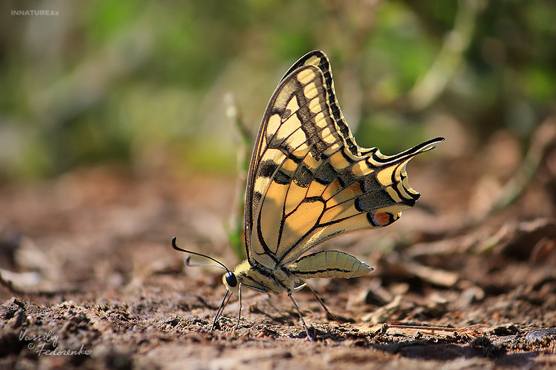 papilio-machaon_01.jpg