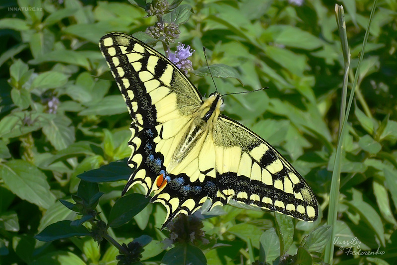 papilio-machaon_01_1.jpg