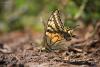 papilio-machaon_01_t1.jpg