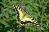 papilio-machaon_01_t1_1.jpg