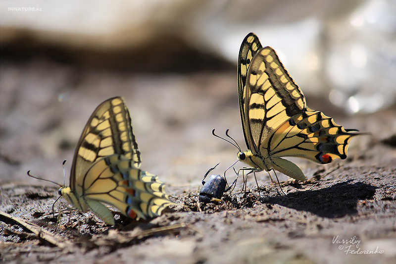 papilio-machaon_02.jpg