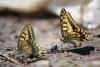 papilio-machaon_02_t1.jpg