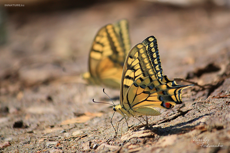 papilio-machaon_03.jpg