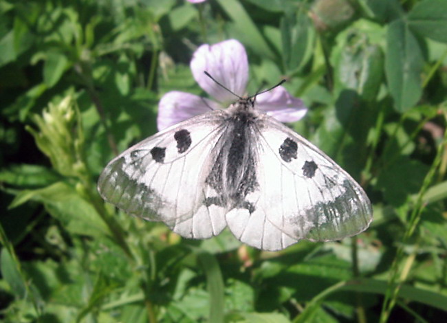 parnassius_mnemosyne_01.jpg