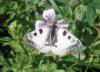 parnassius_mnemosyne_01_t1.jpg