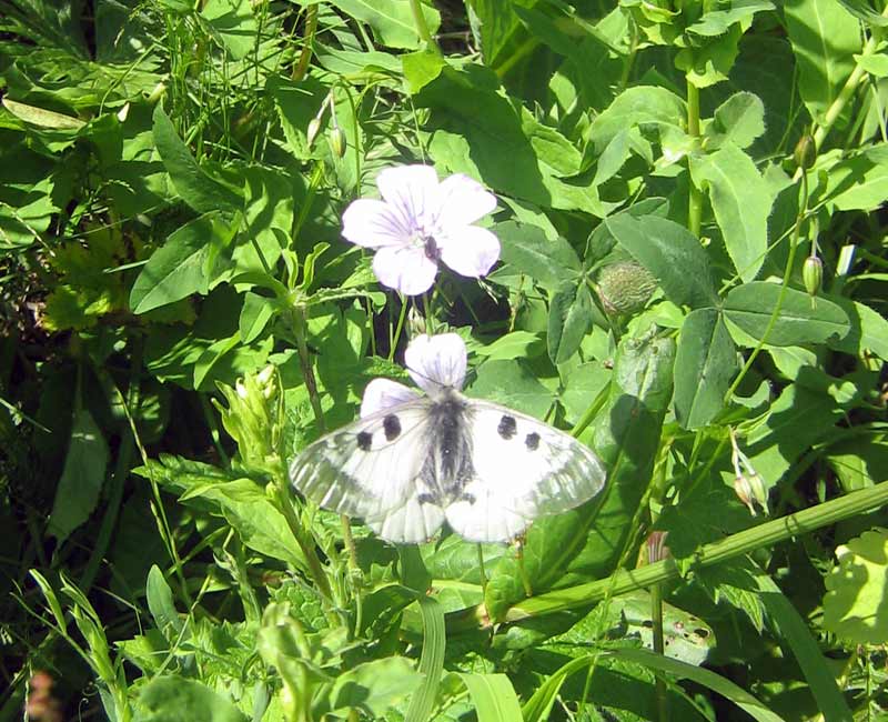 parnassius_mnemosyne_02.jpg