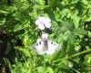 parnassius_mnemosyne_02_t1.jpg