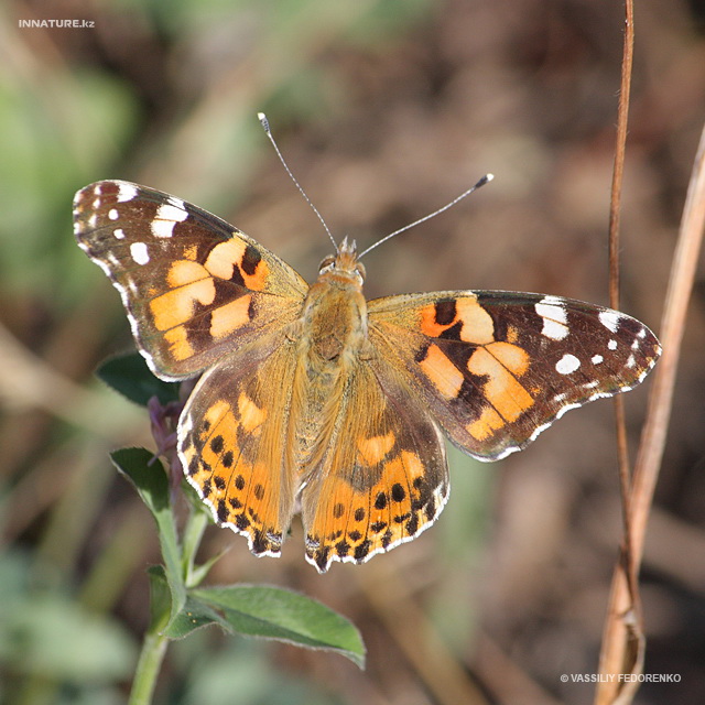 vanessa_cardui_01.jpg