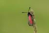 zygaena-purpuralis_01_t1.jpg