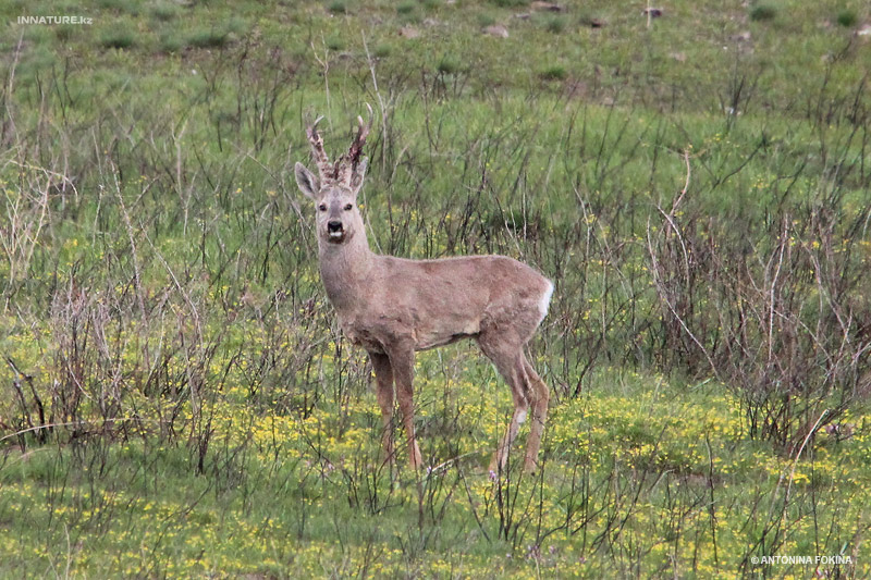 capreolus-pygargus_01.jpg