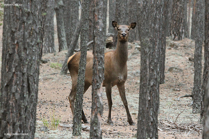 cervus-elaphus_01.jpg