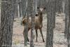 cervus-elaphus_01_t1.jpg