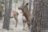 cervus-elaphus_02_t1.jpg
