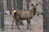 cervus-elaphus_03_t1.jpg
