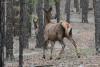 cervus-elaphus_04_t1.jpg