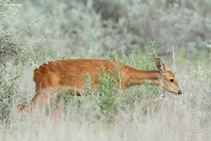 cervus-elaphus_05.jpg