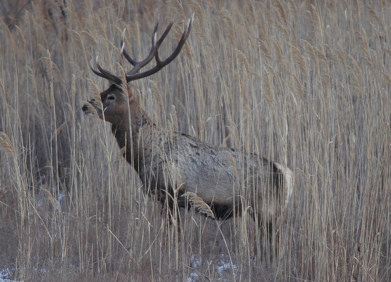 dsc_8826a.jpg