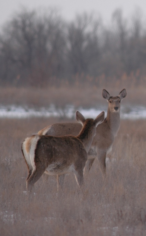 dsc_8837a.jpg