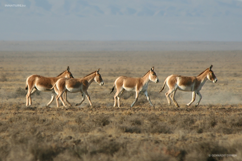 equus-hemionus_01.jpg