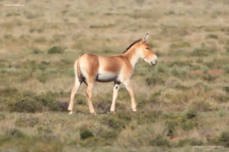 equus-hemionus_01_1.jpg