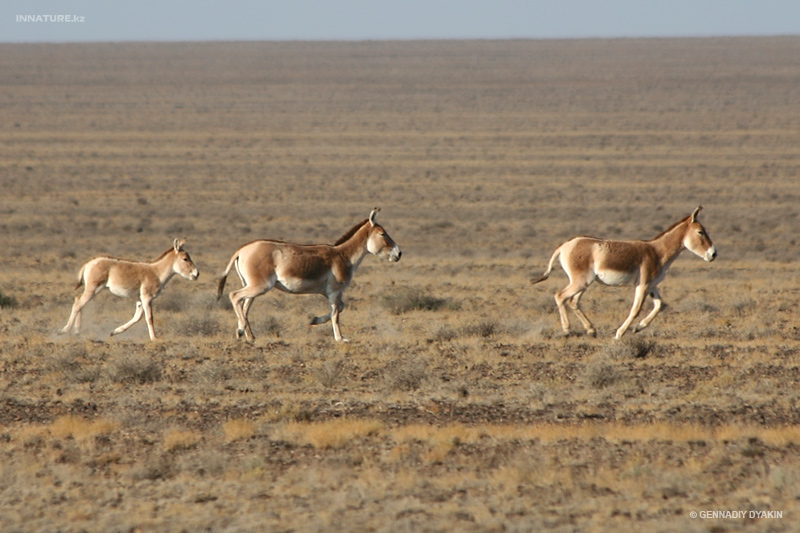 equus-hemionus_02.jpg