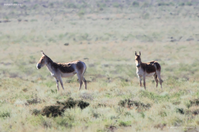 equus-hemionus_02_1.jpg