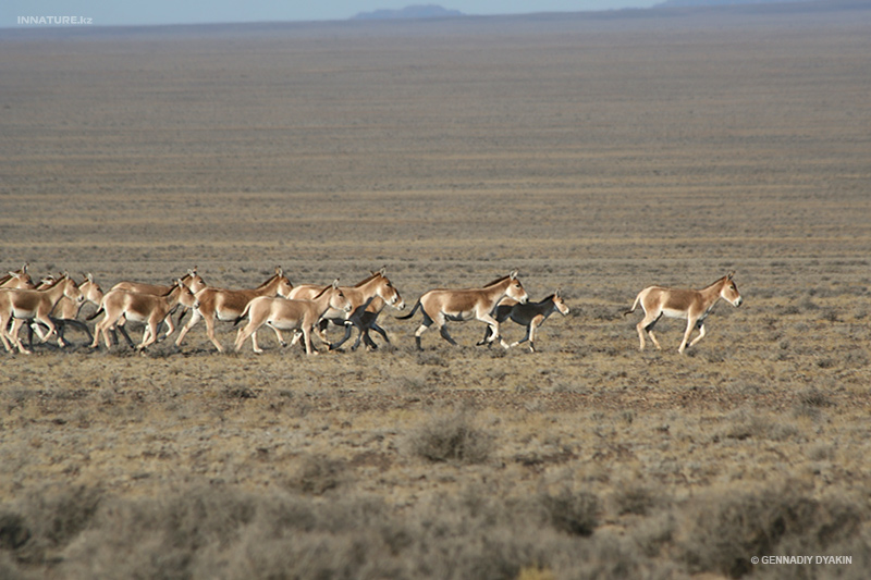 equus-hemionus_03.jpg