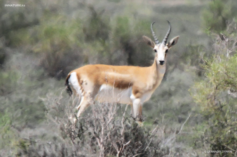 gazella-subgutturosa_01.jpg
