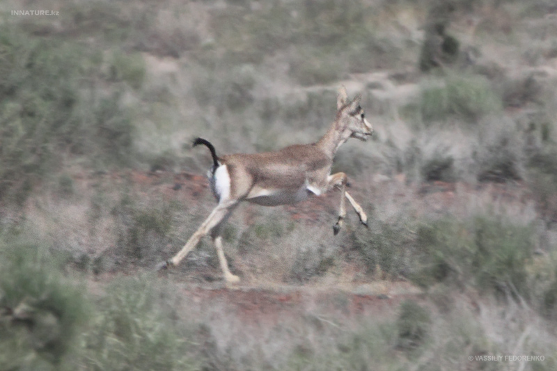 gazella-subgutturosa_01_1.jpg