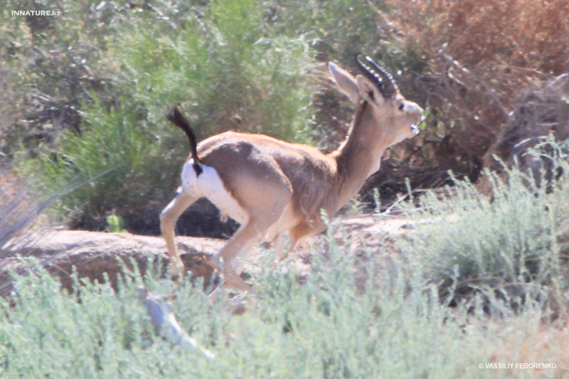 gazella-subgutturosa_03.jpg