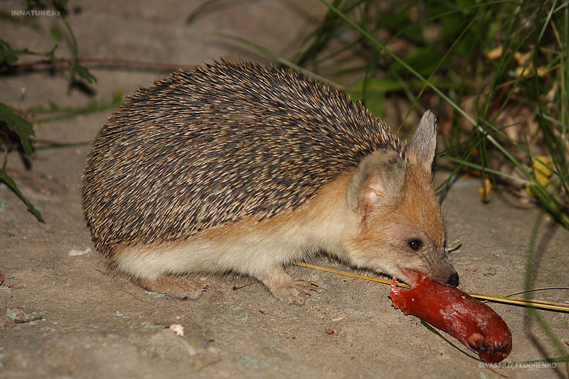 hemiechinus-auritus_01.jpg