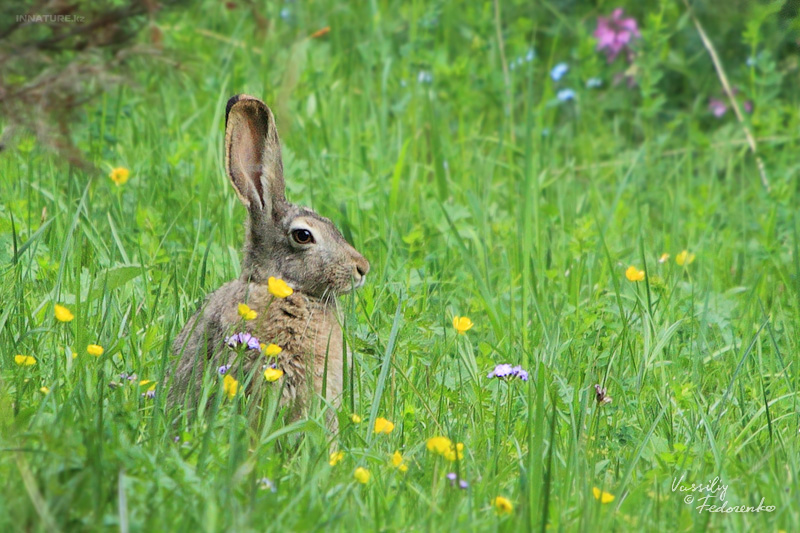 lepus-tolai_01_1.jpg