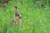 lepus-tolai_01_t1_1.jpg