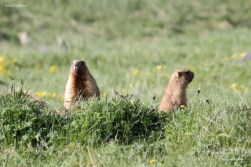 marmota_02.jpg