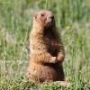 marmota_03_t1.jpg