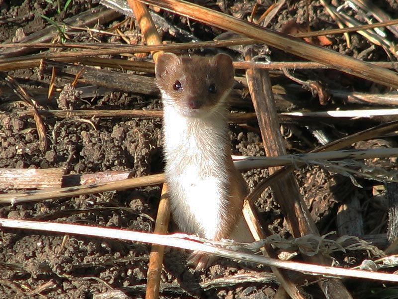 mustela-erminea_02.jpg