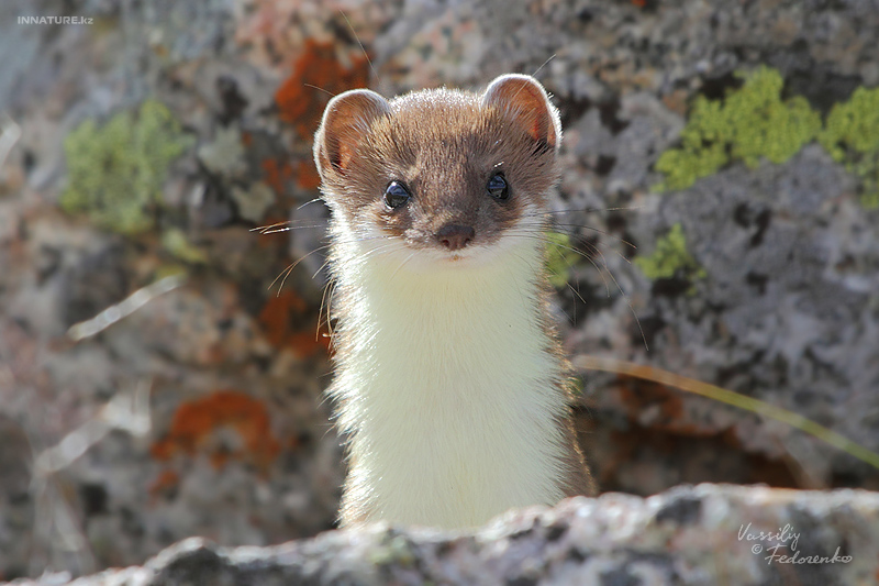 mustela-erminea_03_1.jpg