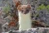 mustela-erminea_03_t1_1.jpg
