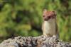 mustela-erminea_04_t1.jpg