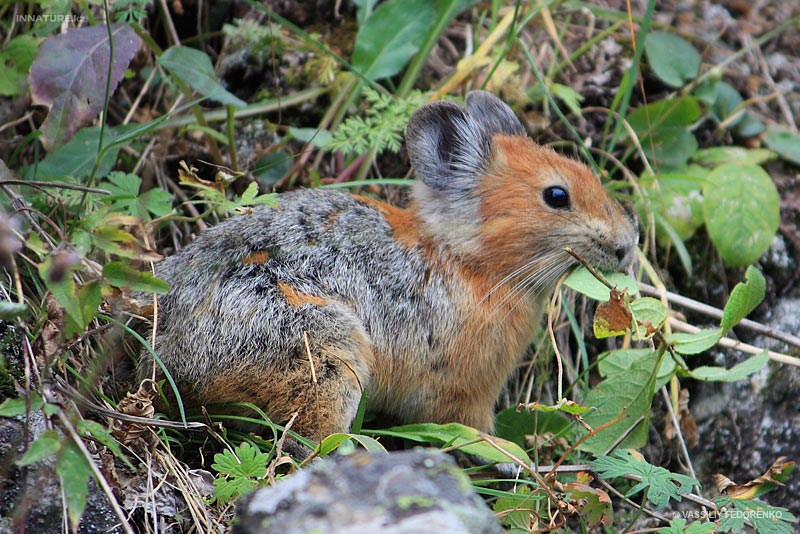 ochotona-rutila_02.jpg