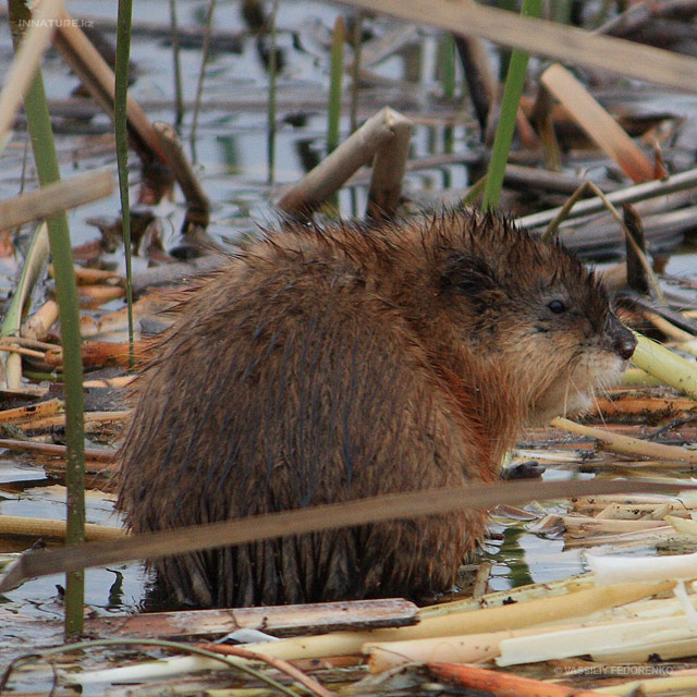 ondatra-zibethicus.jpg