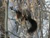 sciurus-vulgaris-altaicus_t1.jpg