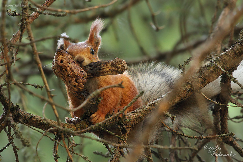 sciurus-vulgaris_01.jpg