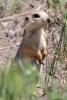 spermophilus-fulvus_01_t1.jpg