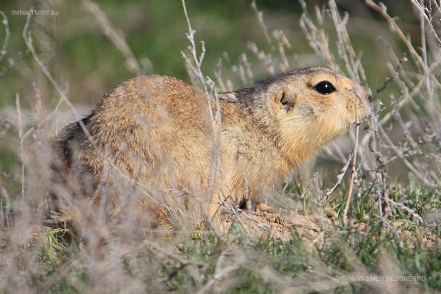 spermophilus_01.jpg