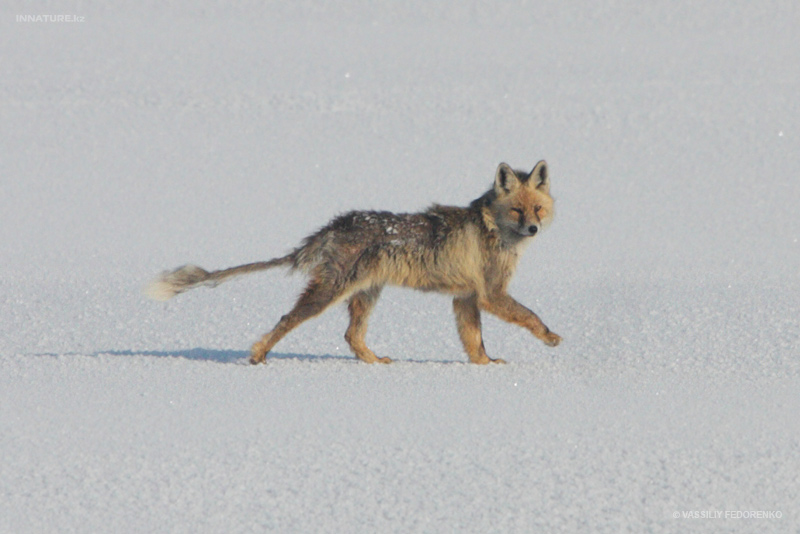 vulpes-vulpes_01.jpg