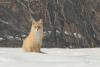 vulpes-vulpes_01_t1_3.jpg
