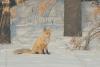 vulpes-vulpes_03_t1.jpg