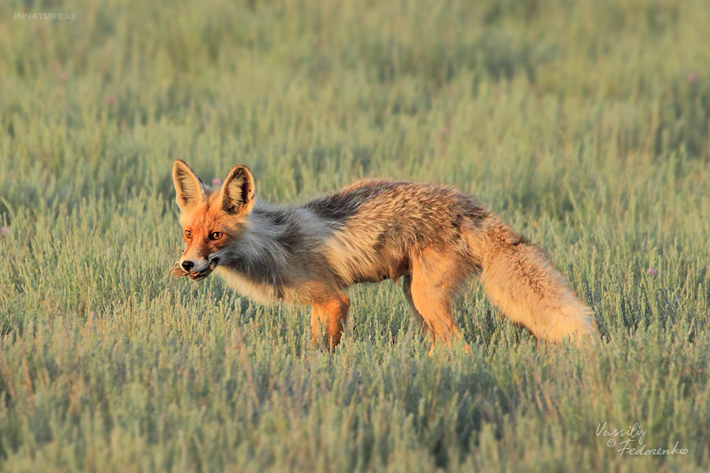 vulpes_vulpes_01.jpg